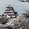 ２０２１年４月９日　昨年の鶴ヶ城の桜