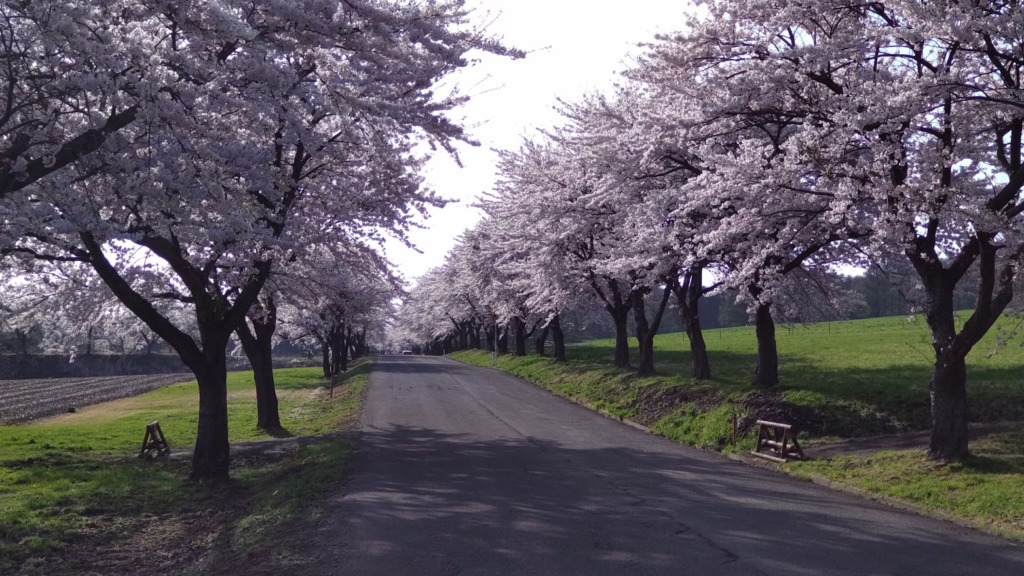 猪苗代町営牧場の桜