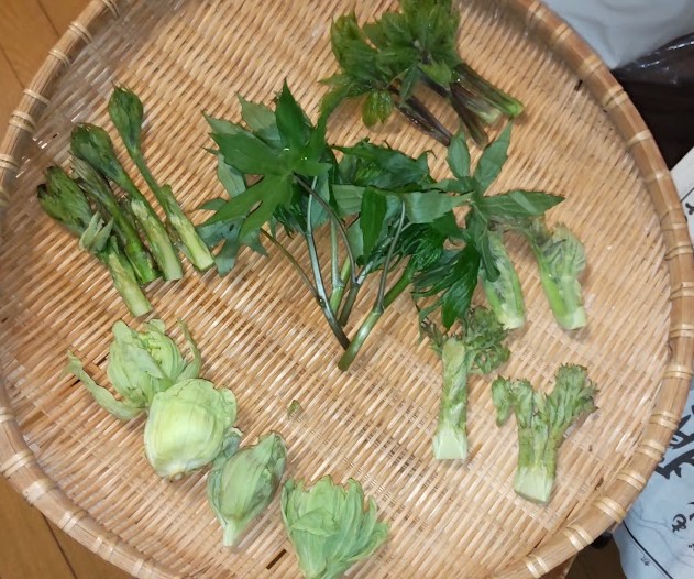 会津の山菜