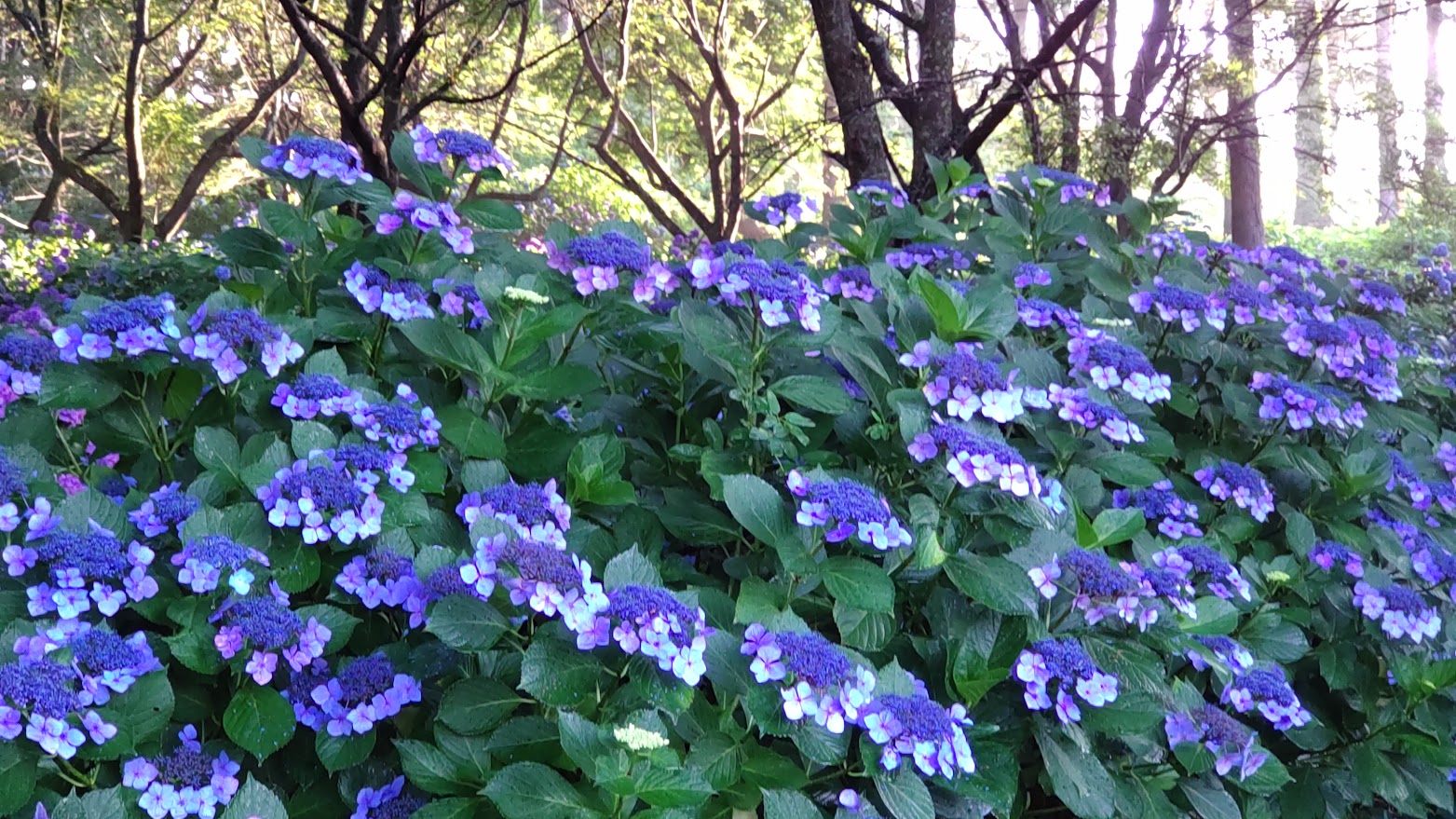 亀ヶ城公園紫陽花
