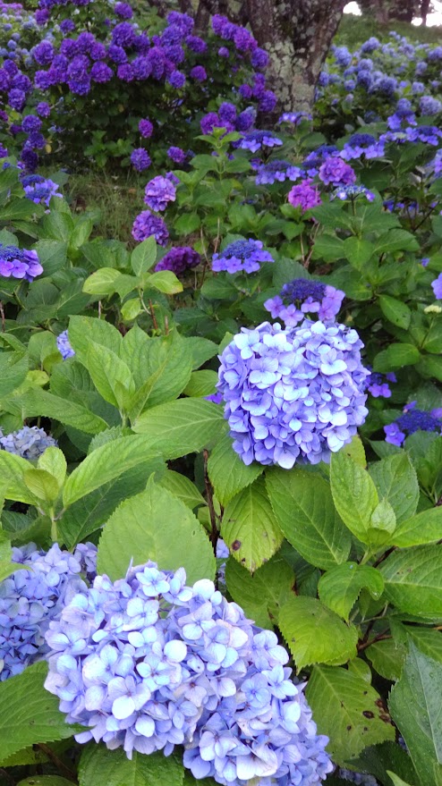 亀ヶ城公園紫陽花