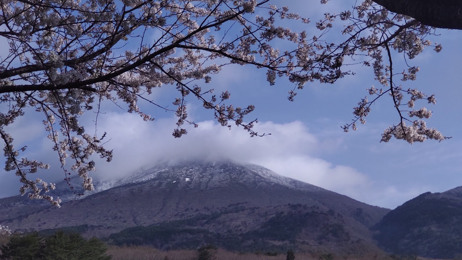 磐梯山牧場の桜並木