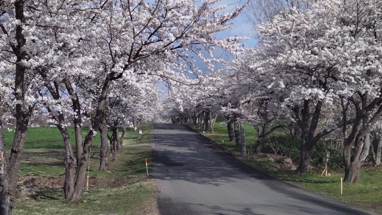磐梯山牧場の桜並木